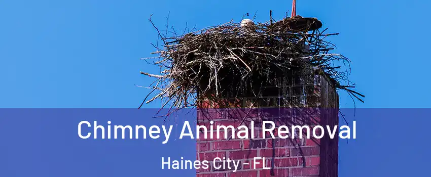 Chimney Animal Removal Haines City - FL