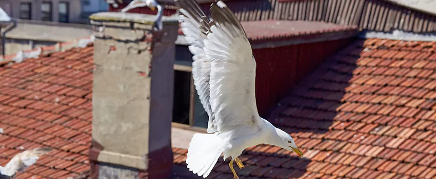 Residential Chimney Animal Removal Solution in Haines City, FL