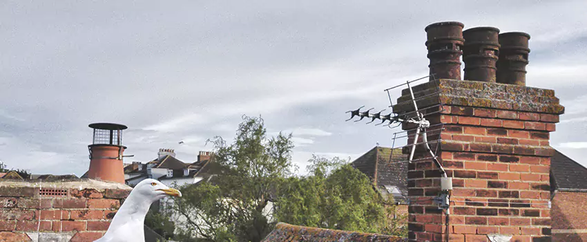 Chimney Cleaning And Restoration in Haines City, Florida